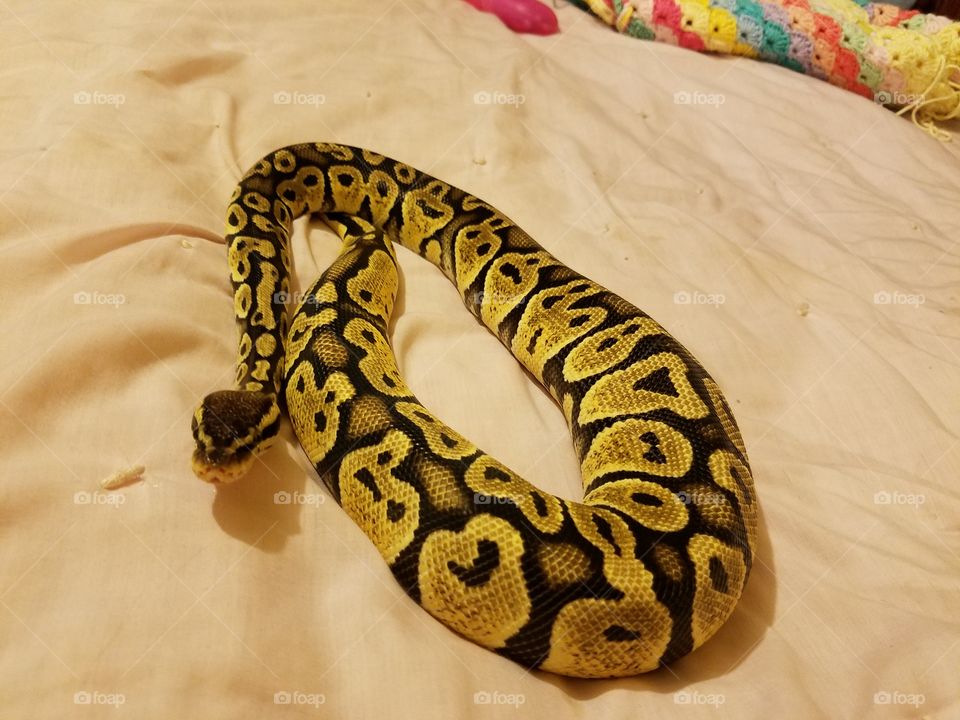 pastel  ball python