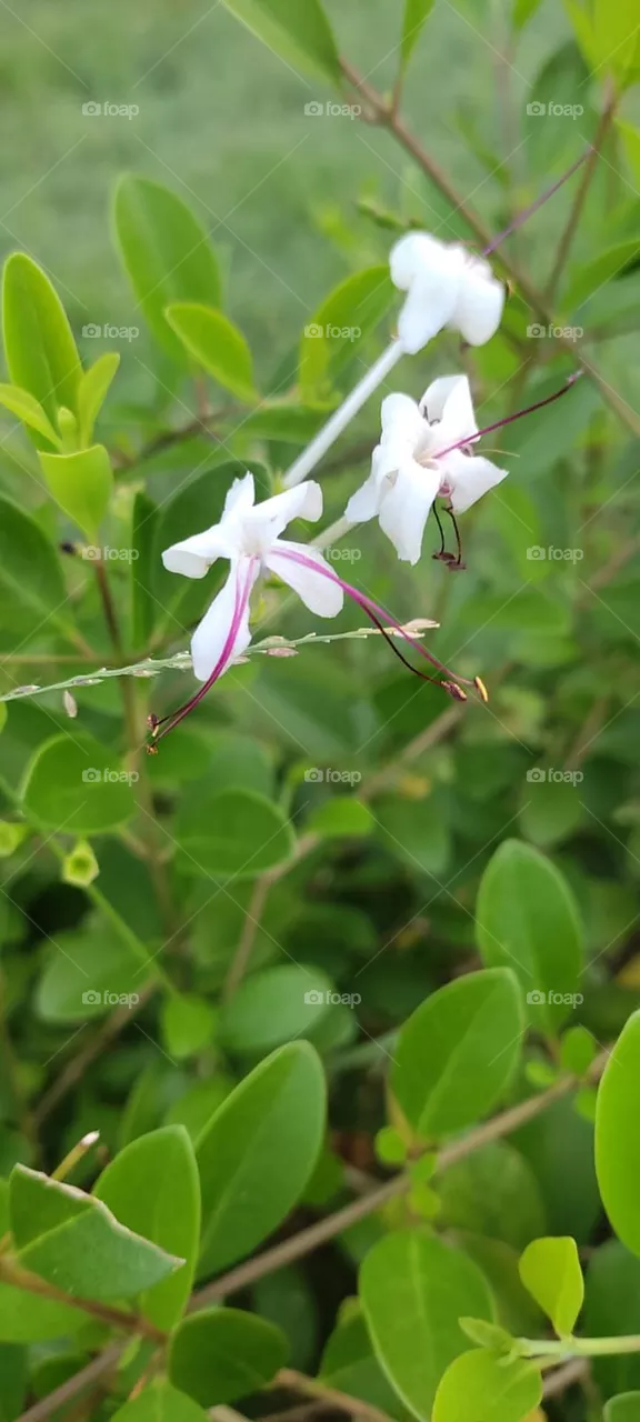 Jasmine