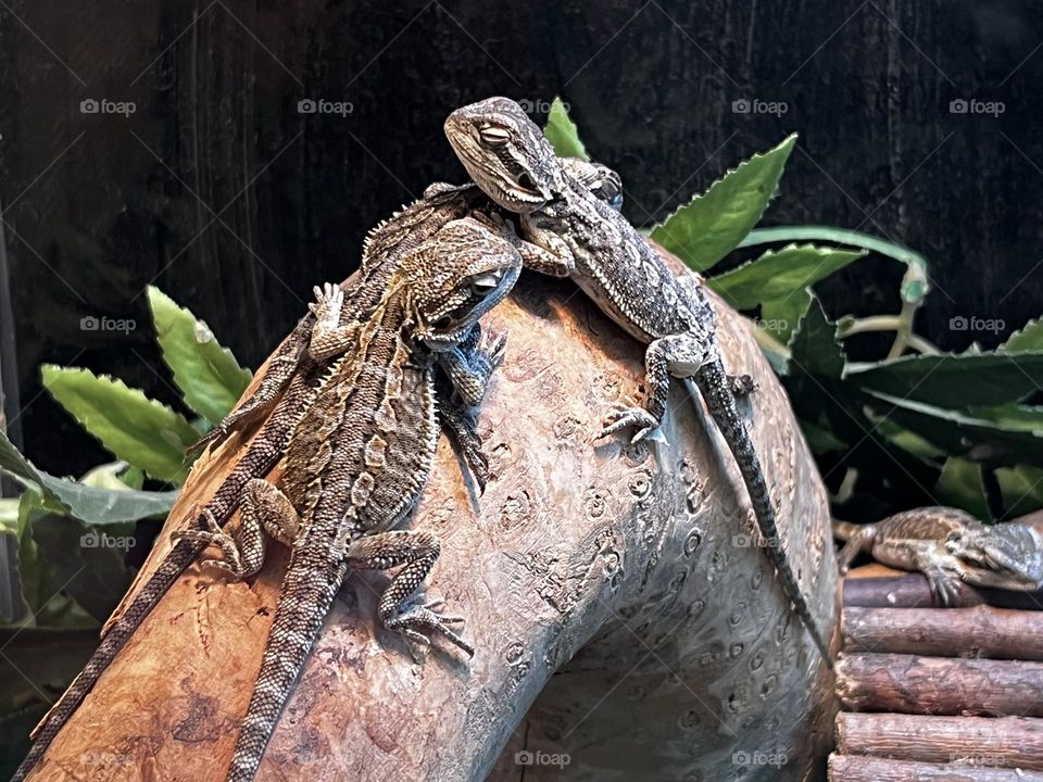 Bearded dragons on a rock