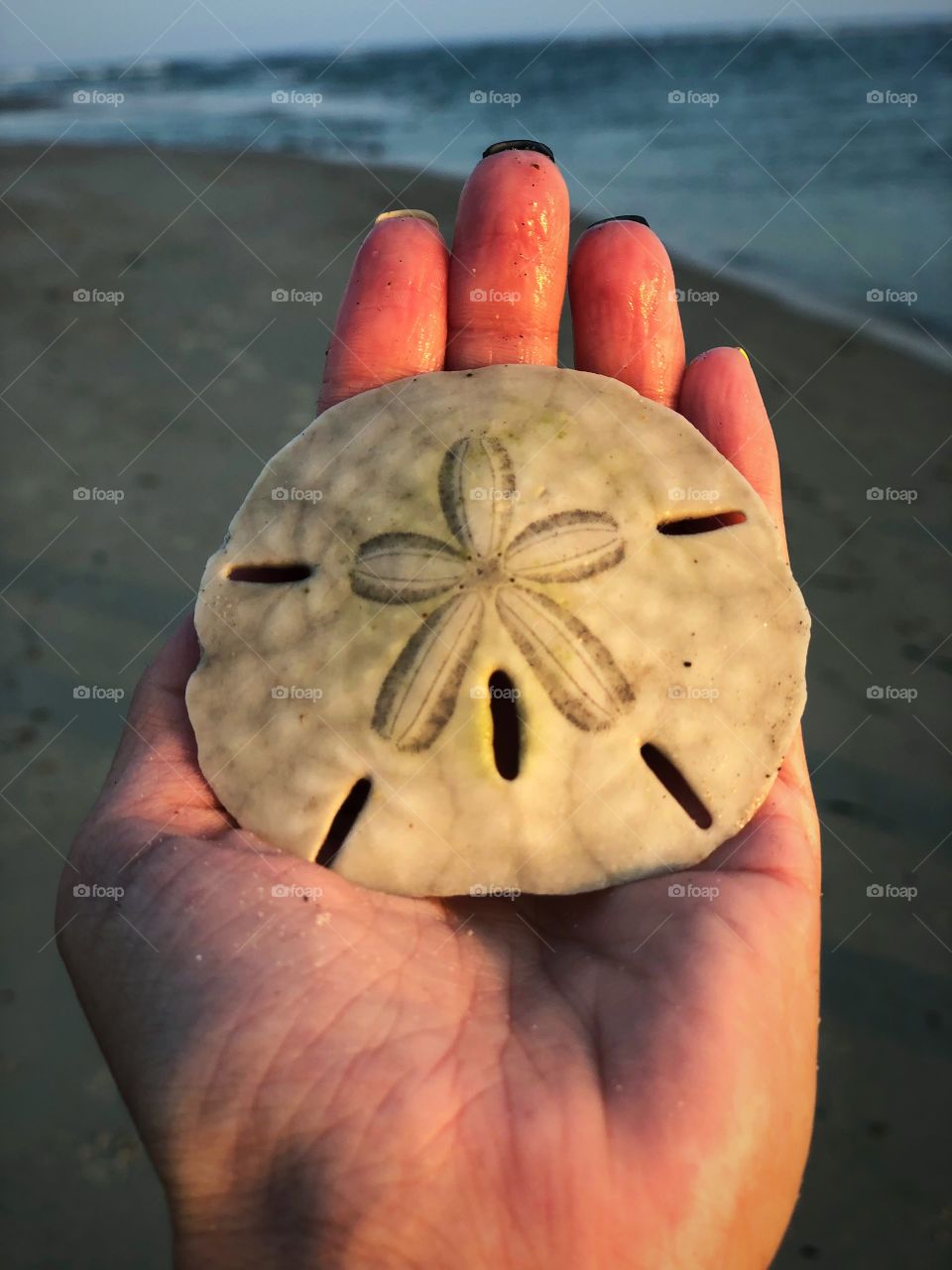 Sand dollar find!!! Beach and summer days are the best days! Lucky find 