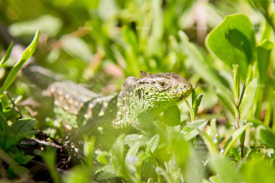 Green lizard in the grass.