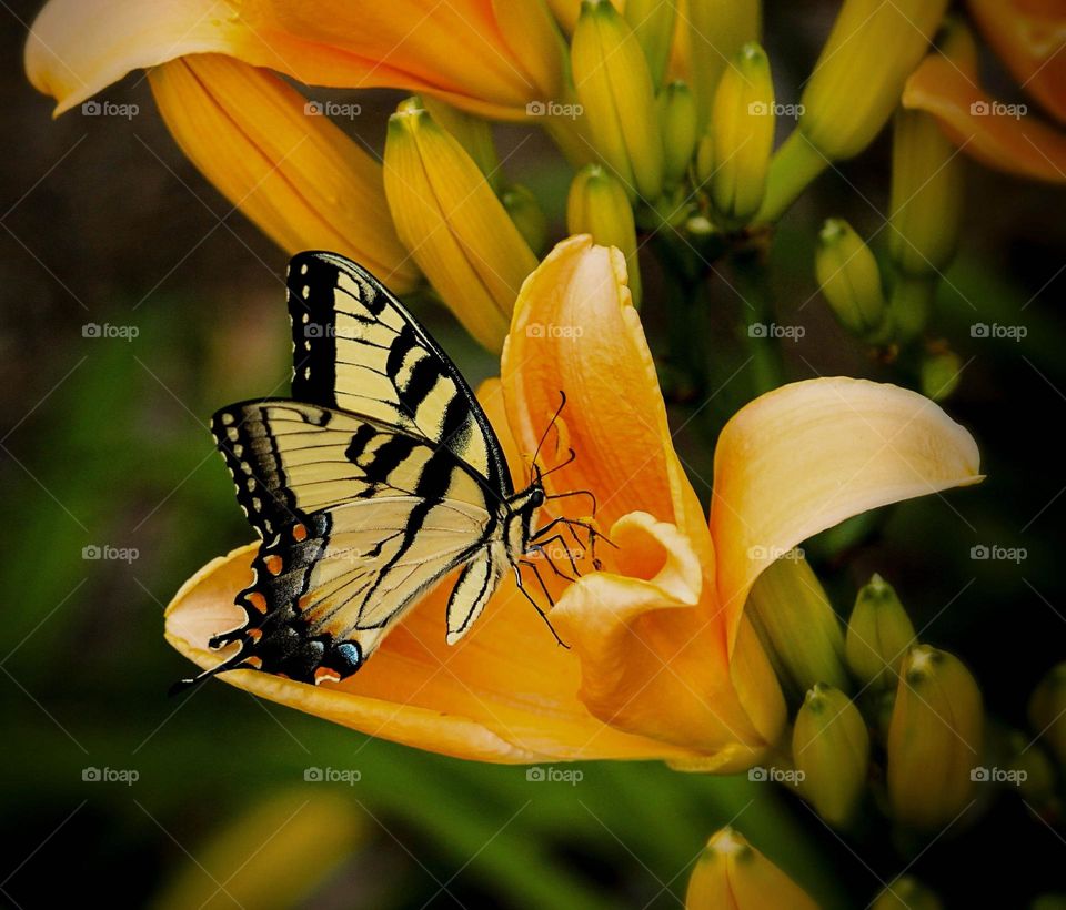 Beautiful and colourful butterfly