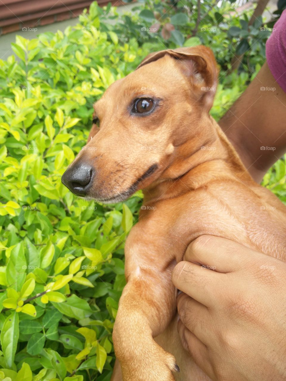 Green leaves and dog