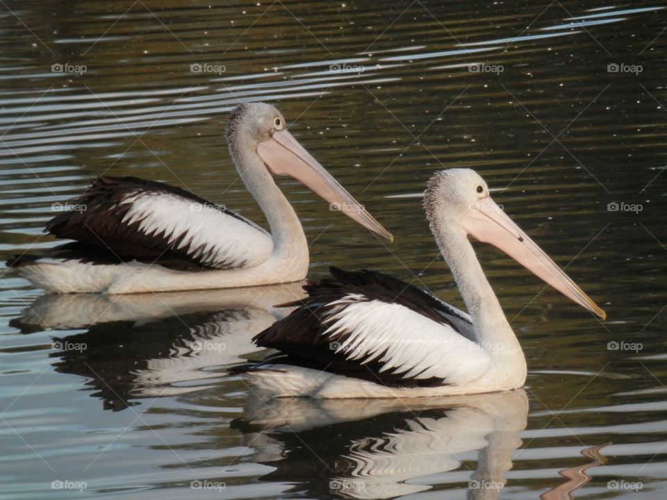 Pelicans