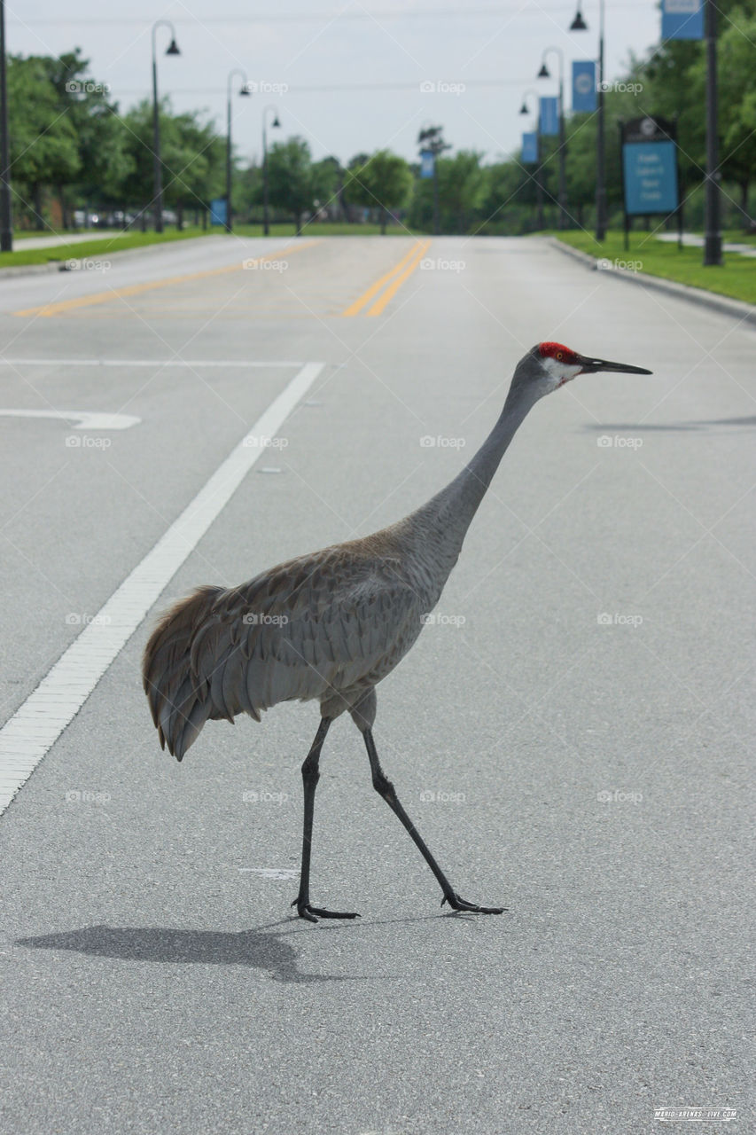 Florida Bird