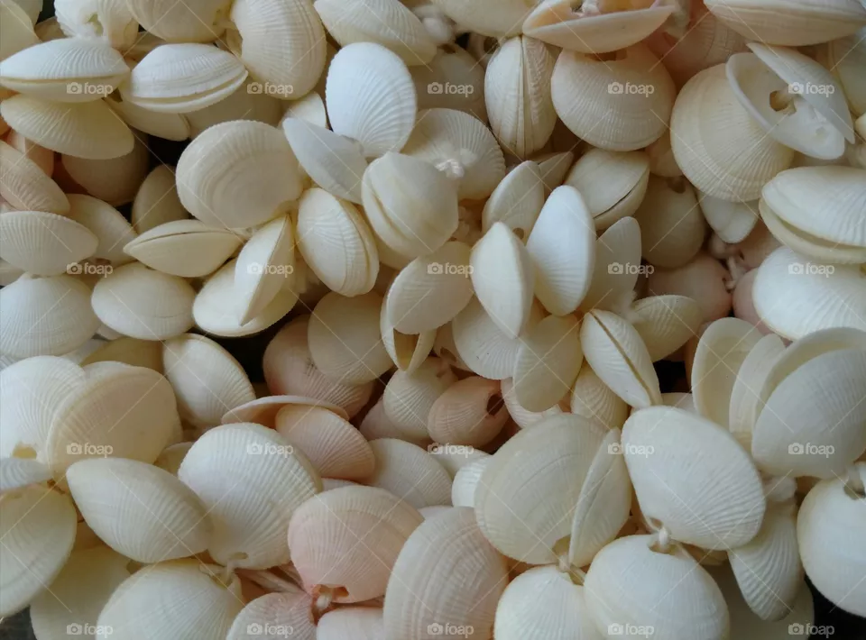 Sea shells
