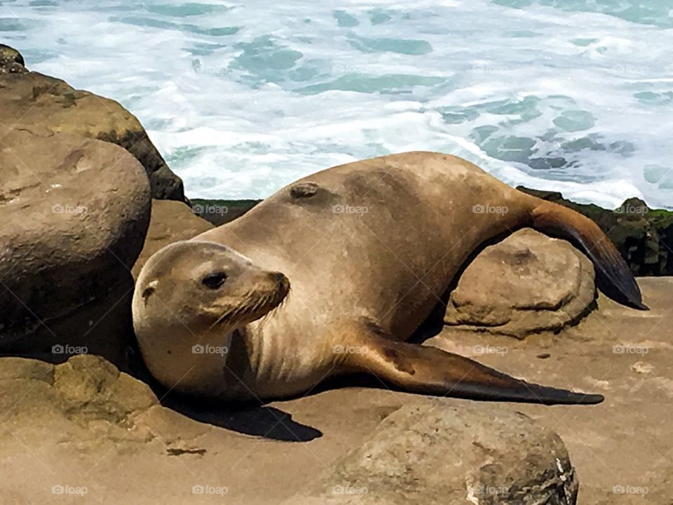 Sea lion at beach