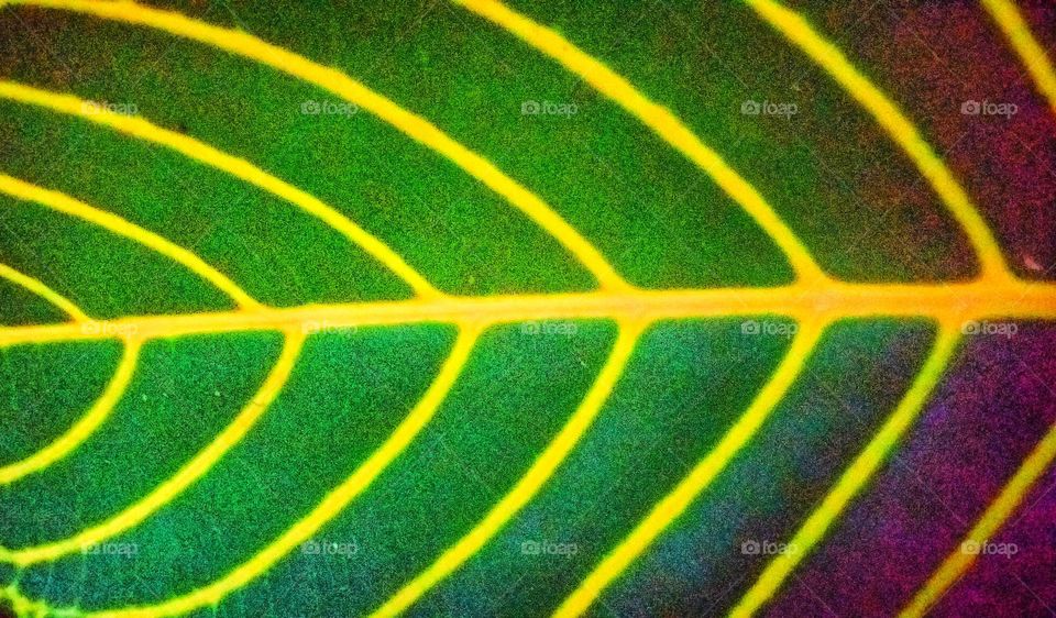 Beauty of a leaf - green and yellow