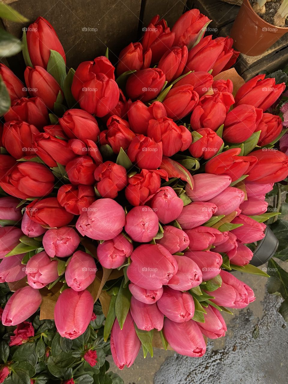 January Tulips 