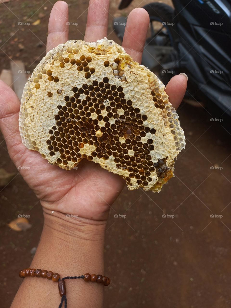 Wasp nest in the palm of the hand