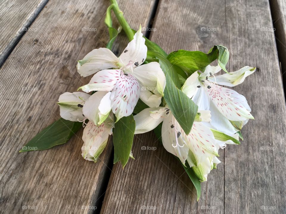 Bouquet of orchids 