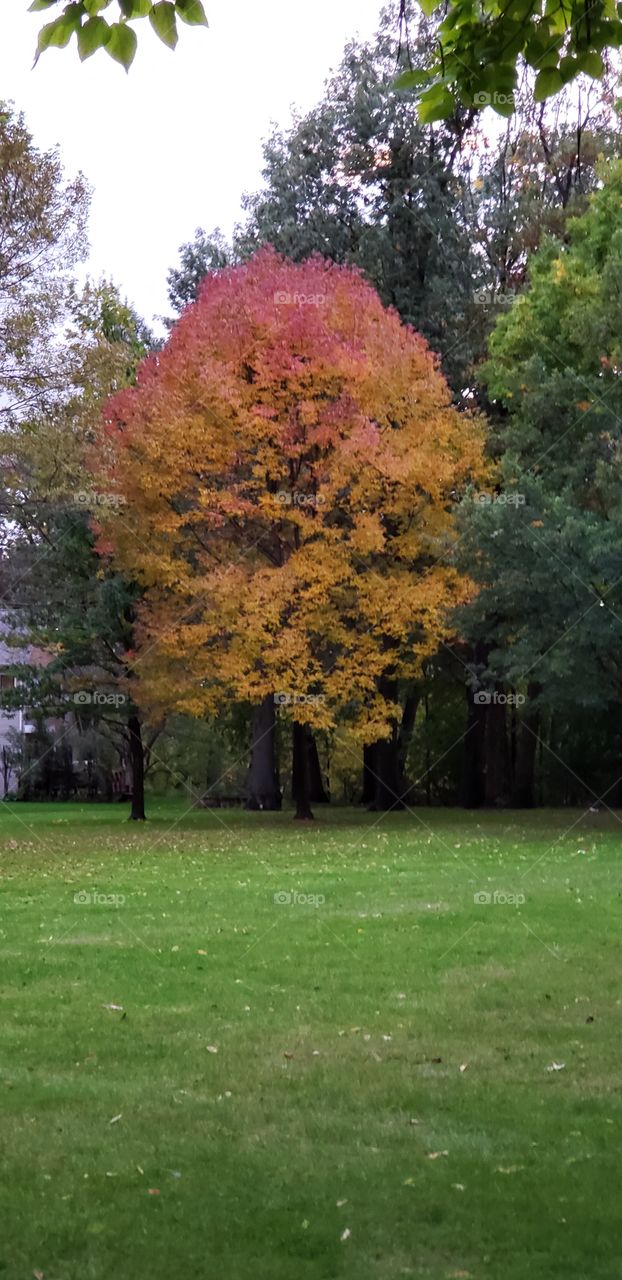 Fall, Leaf, Tree, No Person, Landscape