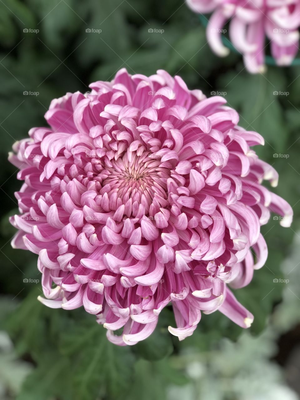 Red chrysanthemum