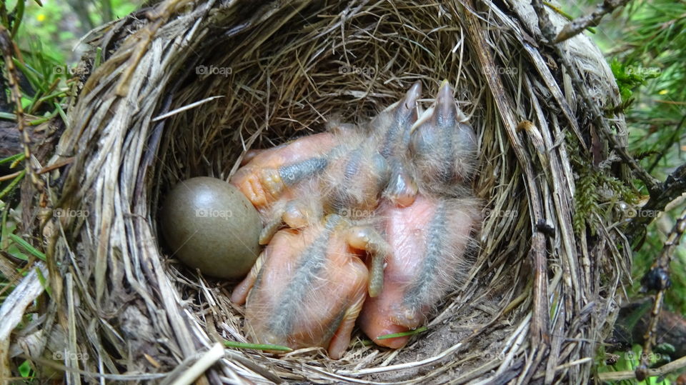I observe how the chicks are growing, today the mother-bird was driving me away from the nest, I did not have enough frames, the birds changed places