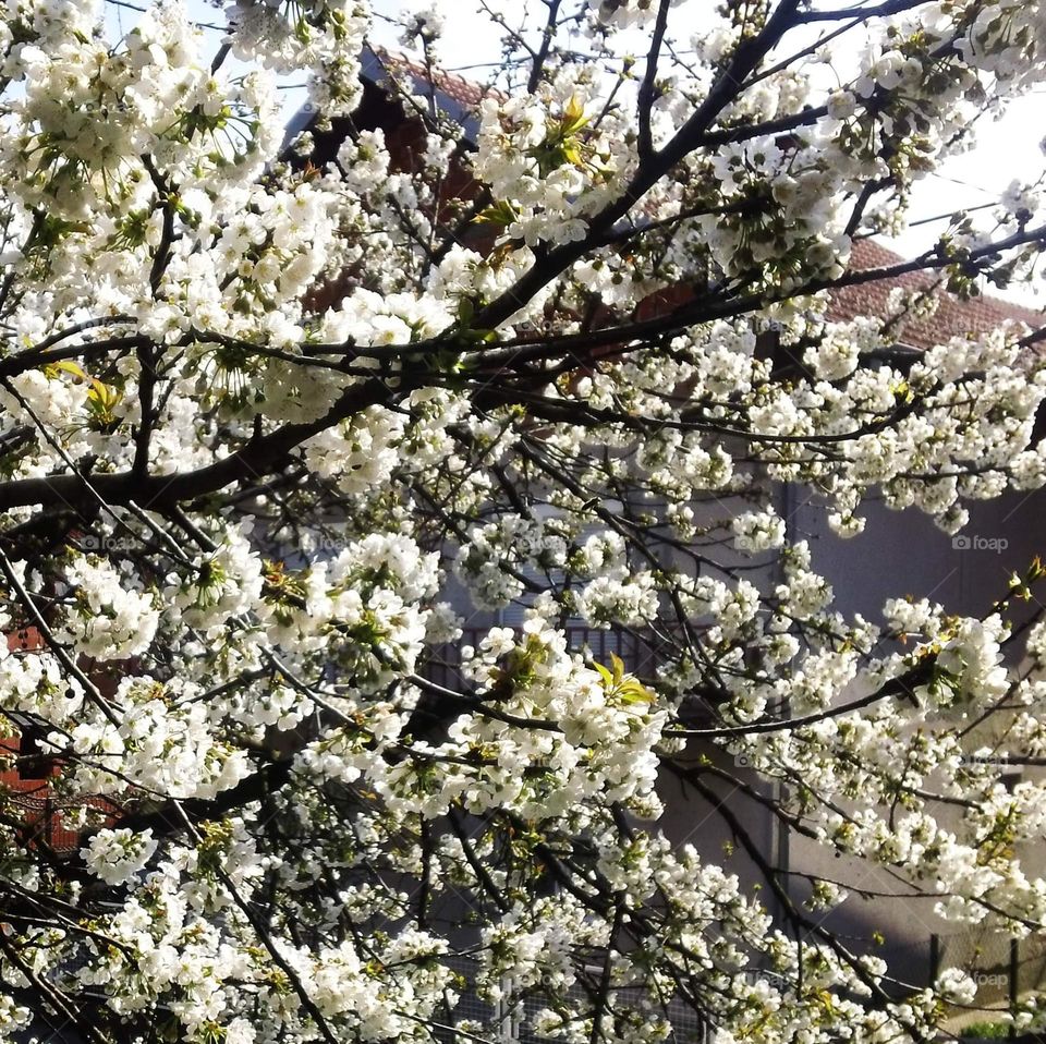 Spring on a tree