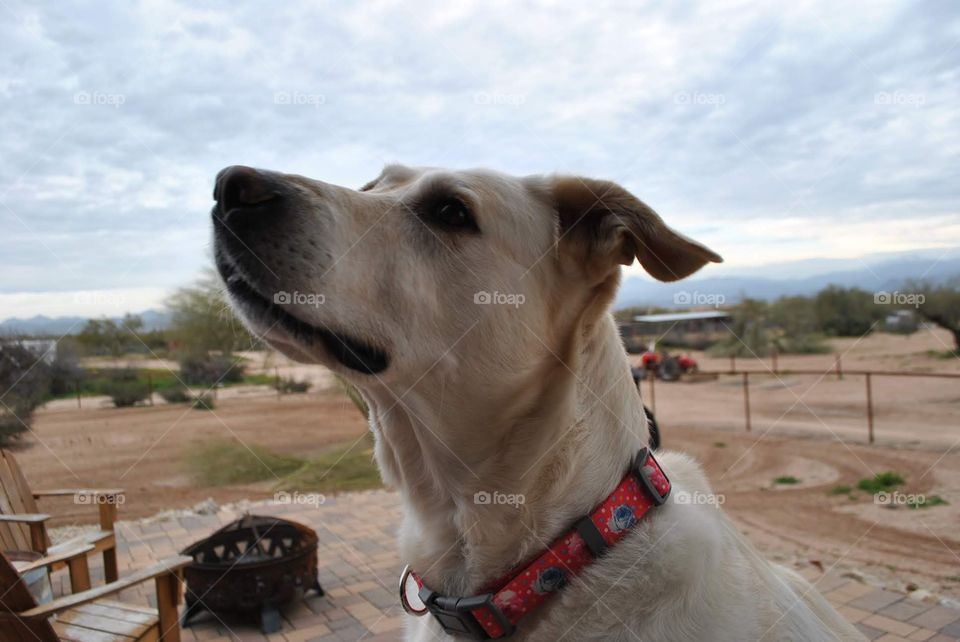 Desert dog