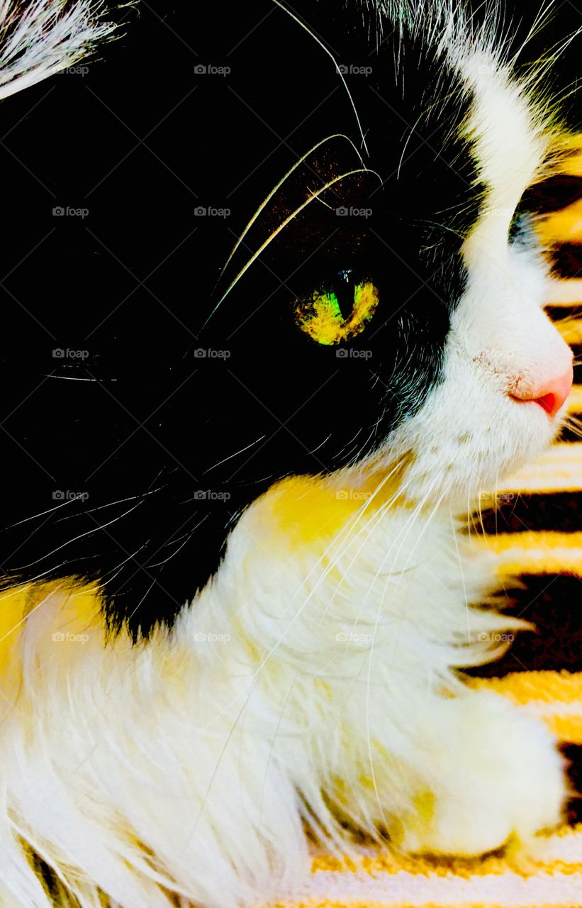 Tuxedo cat vivid color gold eyes 2