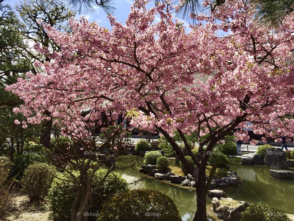 Sakura flower garden