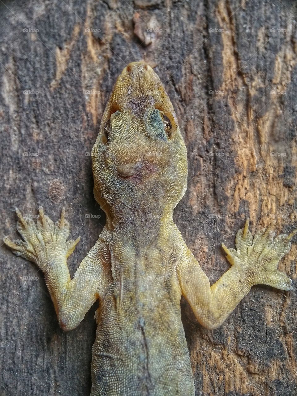 dead lizard on the wood