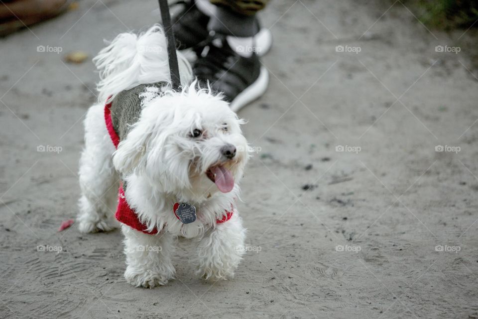Small white dog looking happy while on a walk