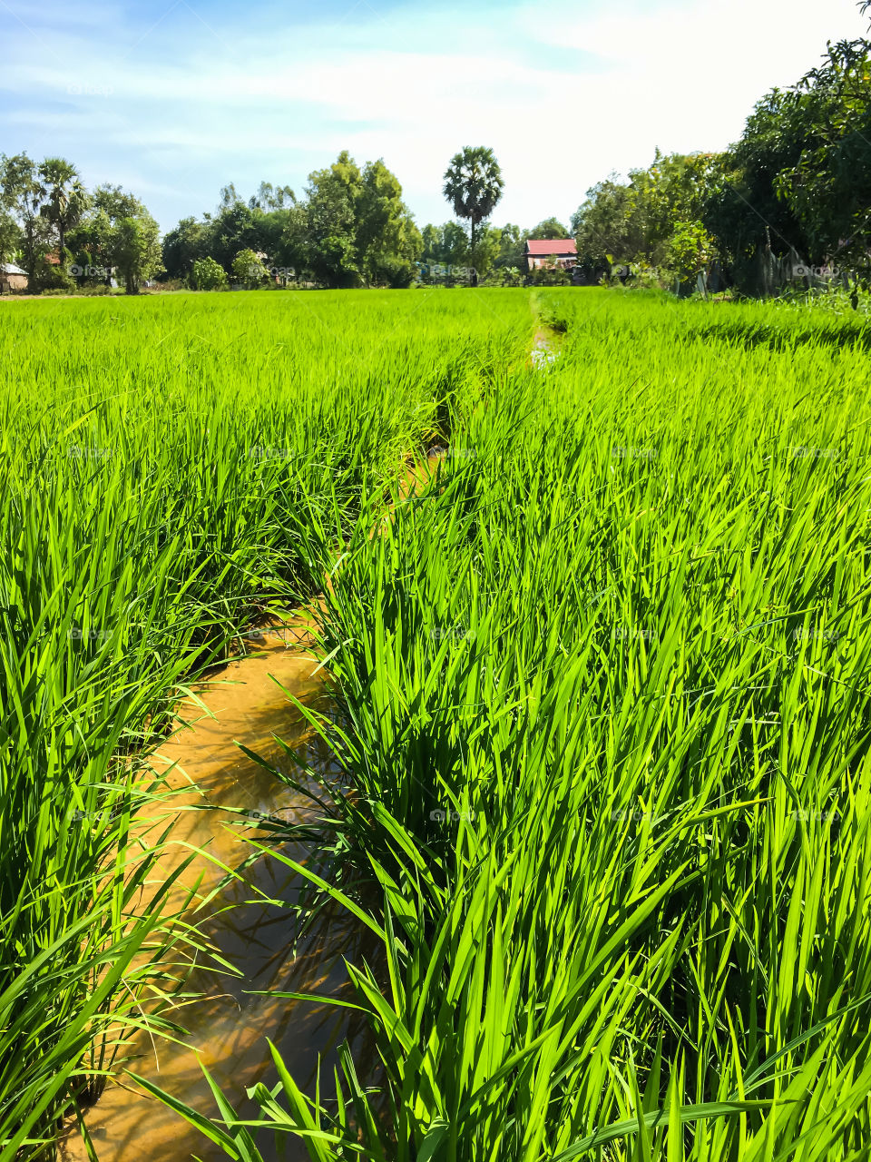 Rice paddy