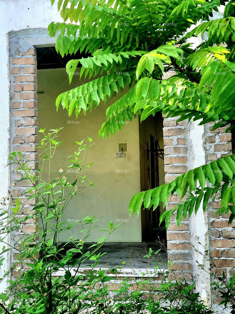 Wildplants Around Abandoned House