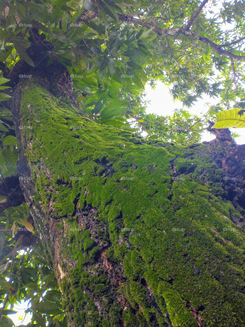 a natureza tem seus encantos até mesmo em uma simples fotos tirada de uma árvore no quintal de cada....