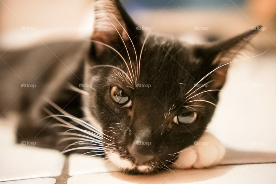 Black kitten resting