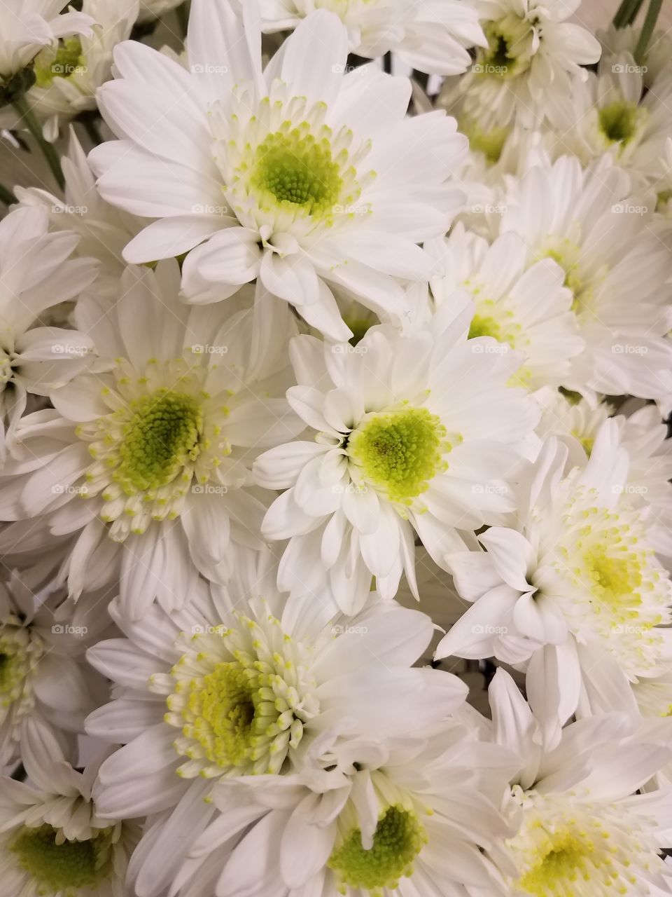 Full frame of white flowers