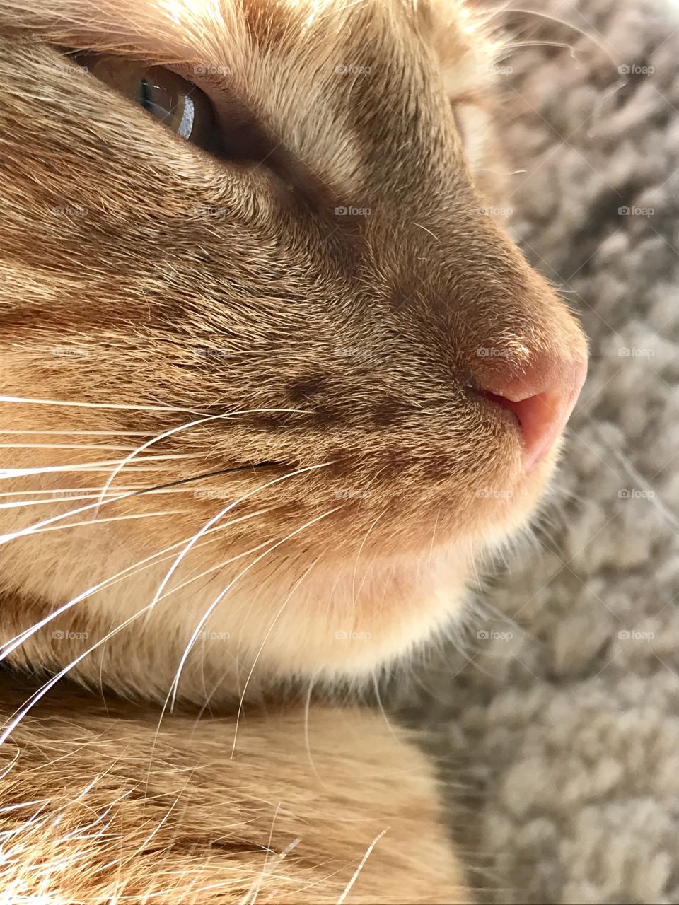 Close up side view of a ginger cat