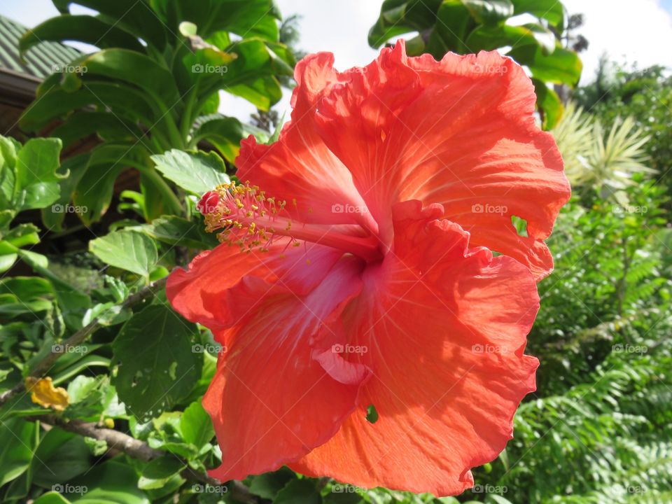 Red  hibiscus