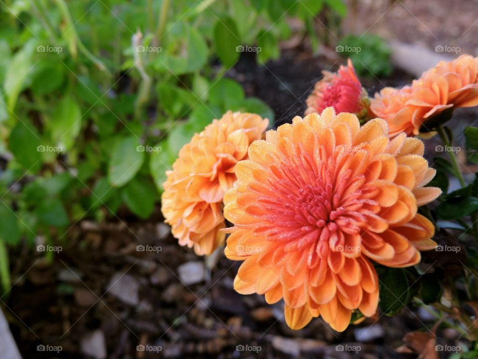 South Carolinian Flowers 