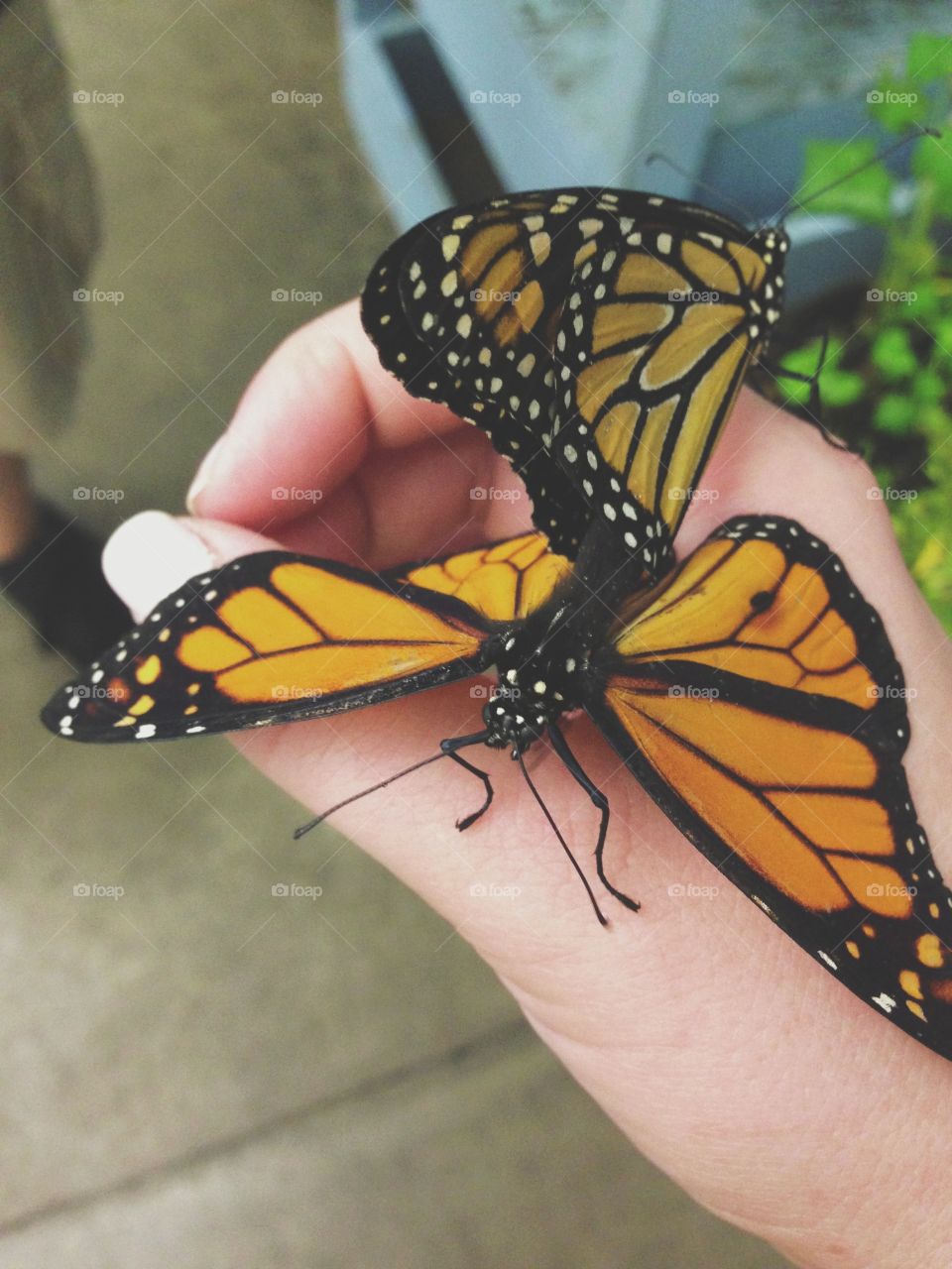 Butterfly on hand