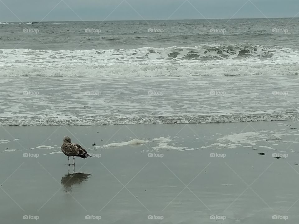 Preening Seagull on Shore