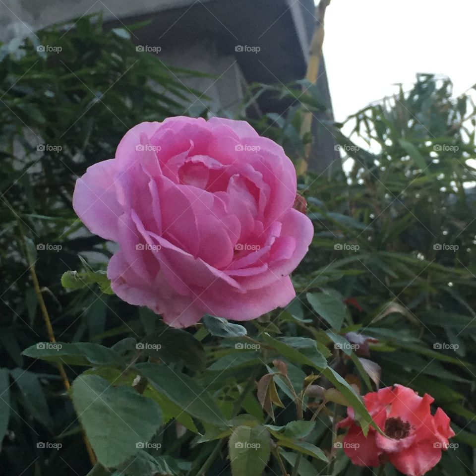 Roses are meant to be pink 
