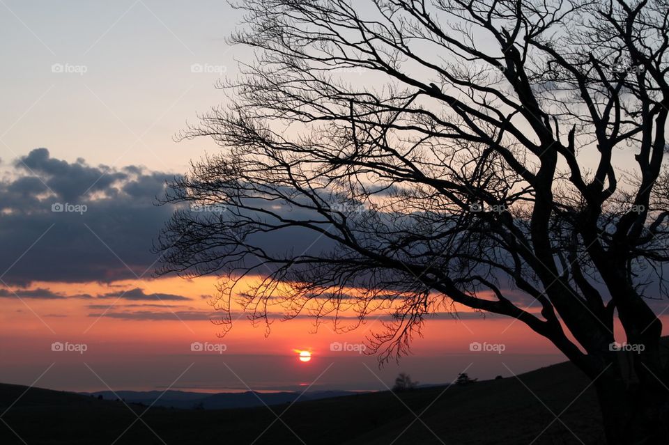 Silhouette of bare tree during sunset