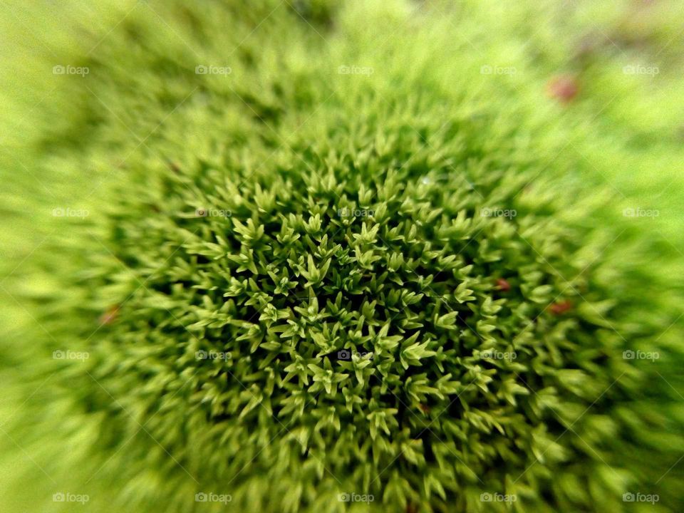 Macro image of Grass