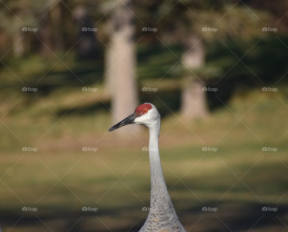 A crane looks around the park on a sunny day