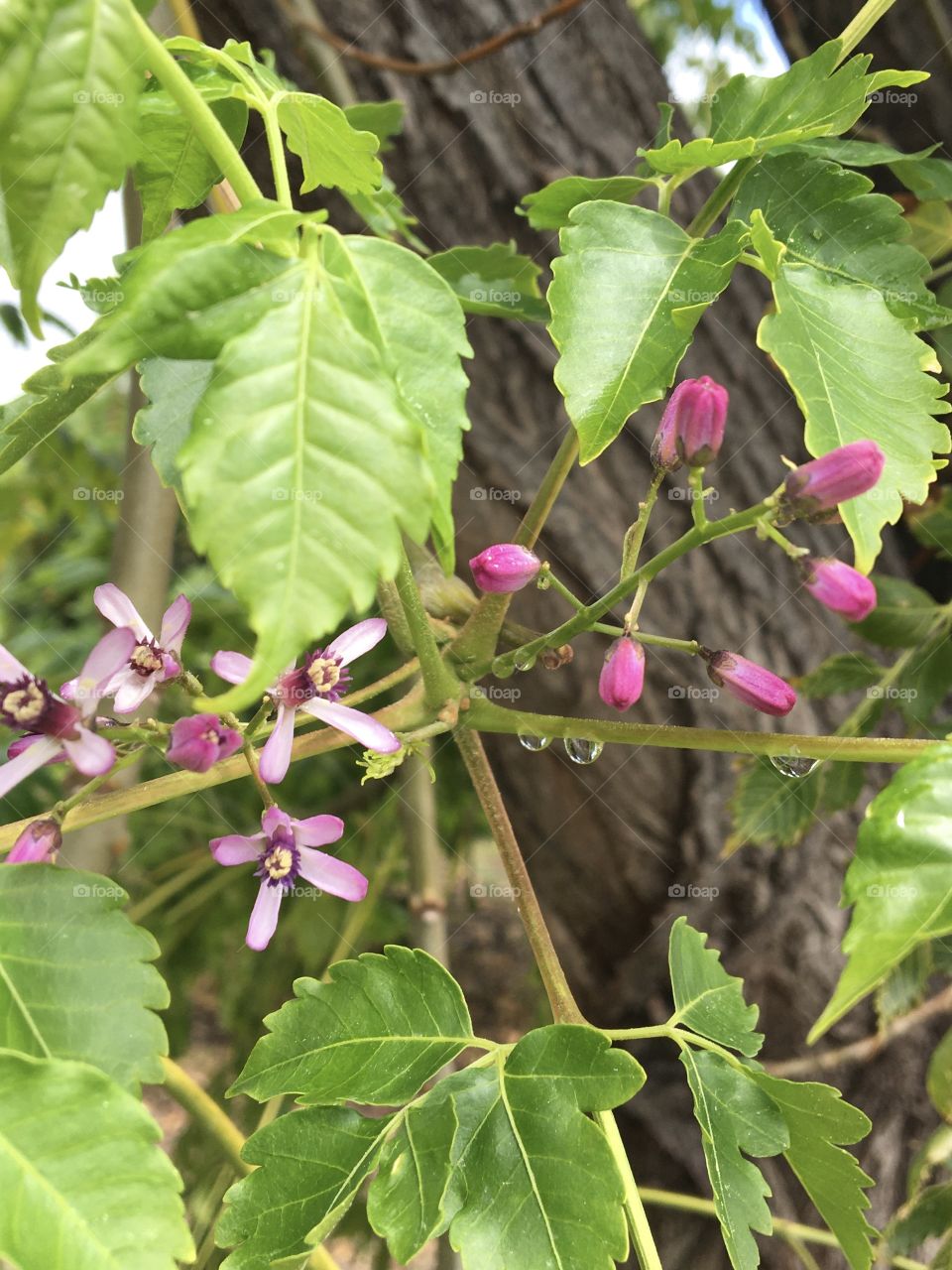 Flowers from neem tree after the rain
