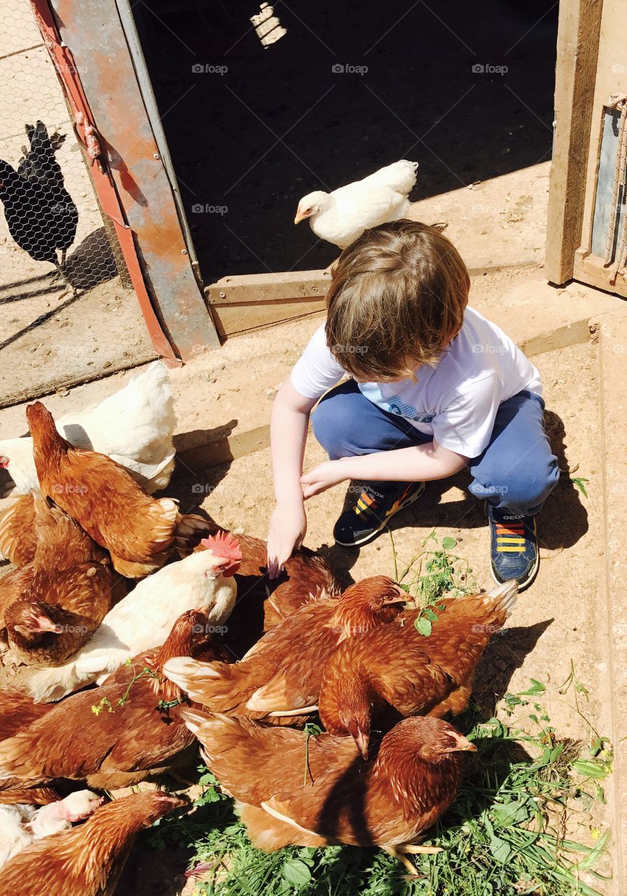 Little boy is feeding chicken