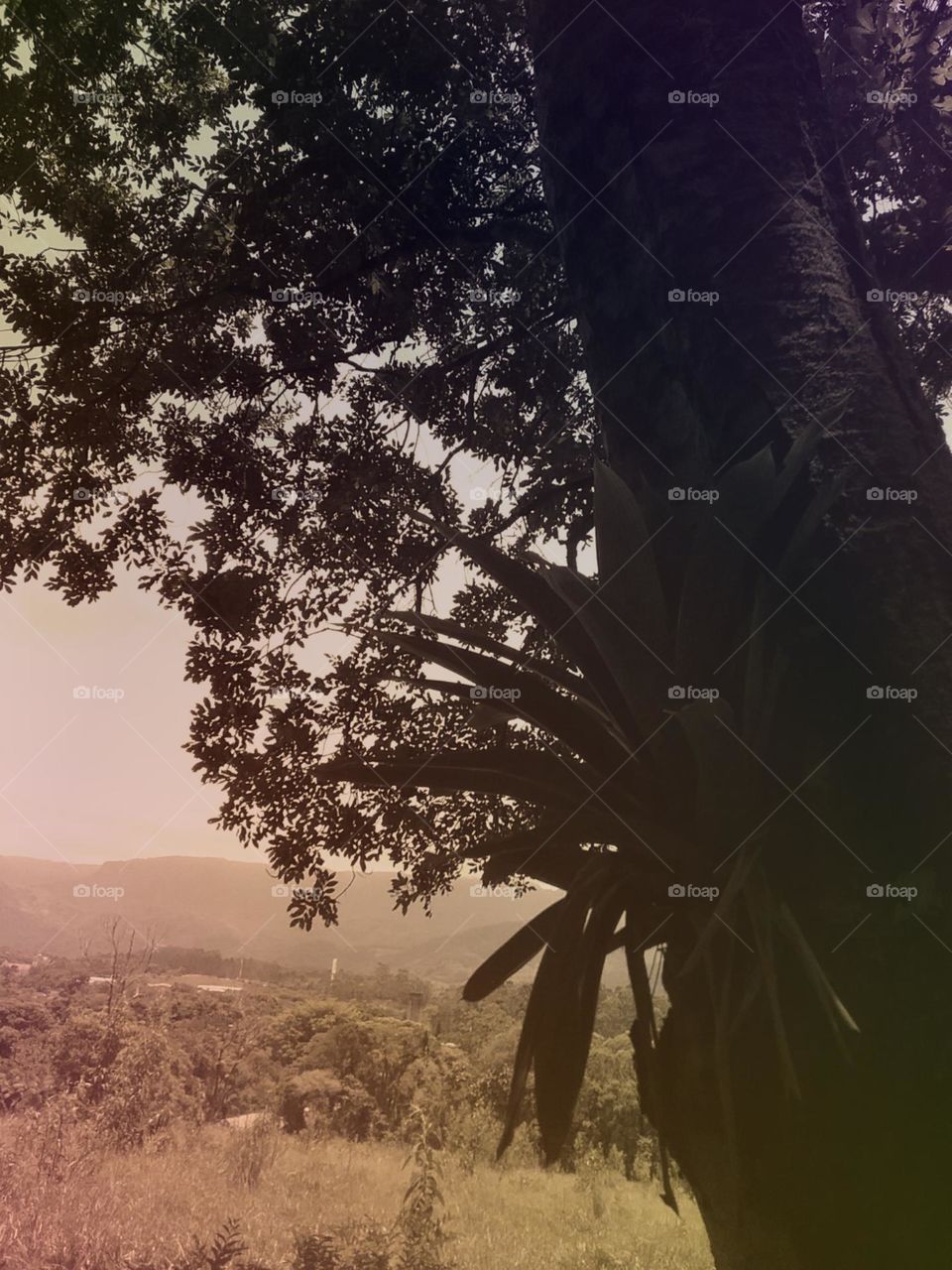 A vista que o Comboatá enfeitado tem do topo do morro.