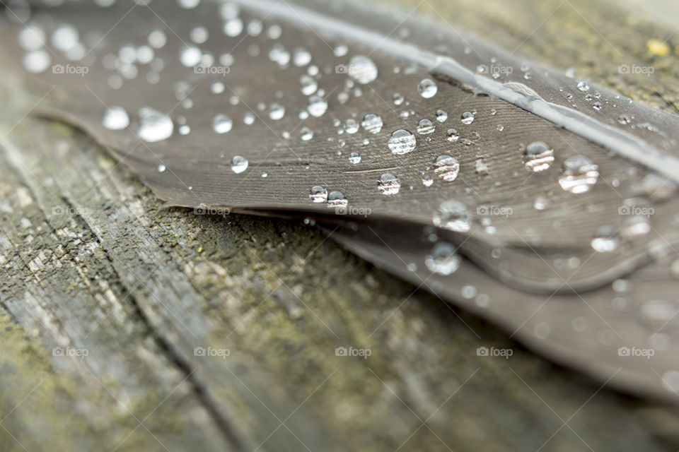 Feather Raindrops
