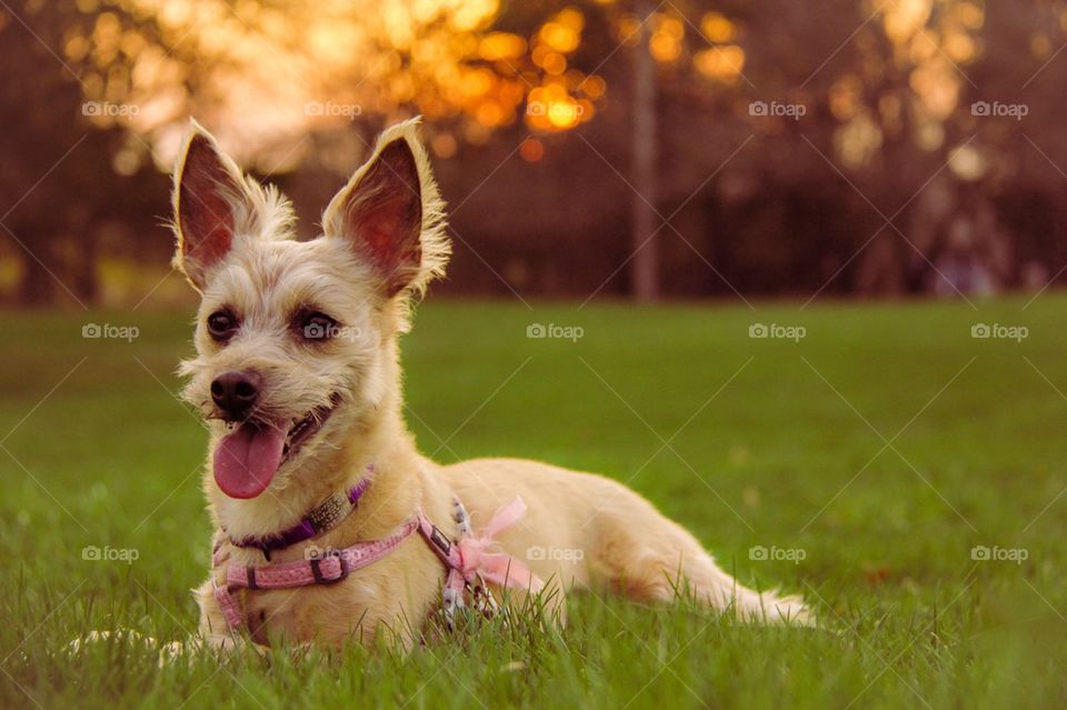 Portrait of a dog in grass