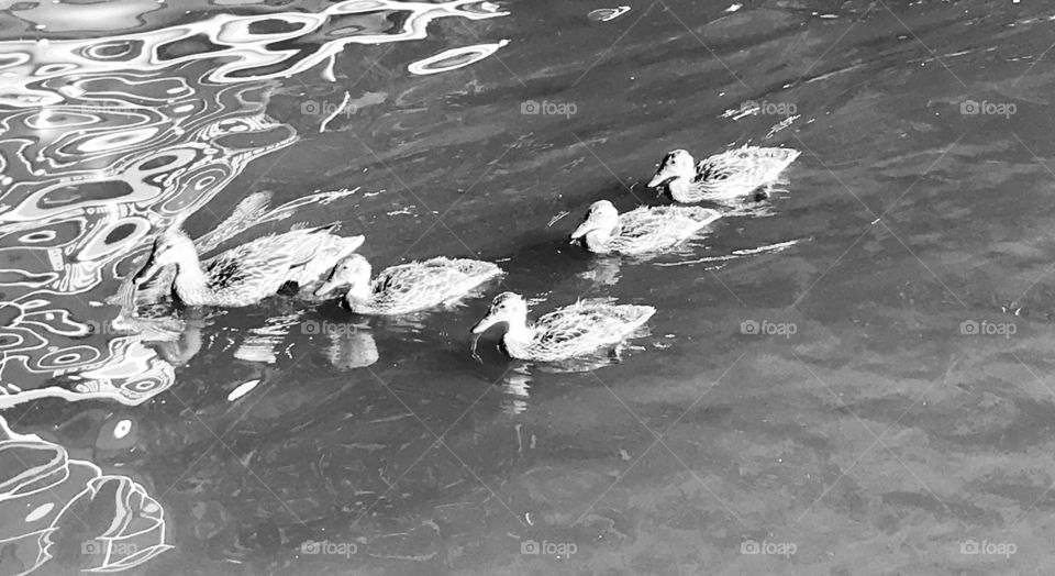 Gorgeous family of resident ducks out for a swim on the beautiful sunny day at the beach!