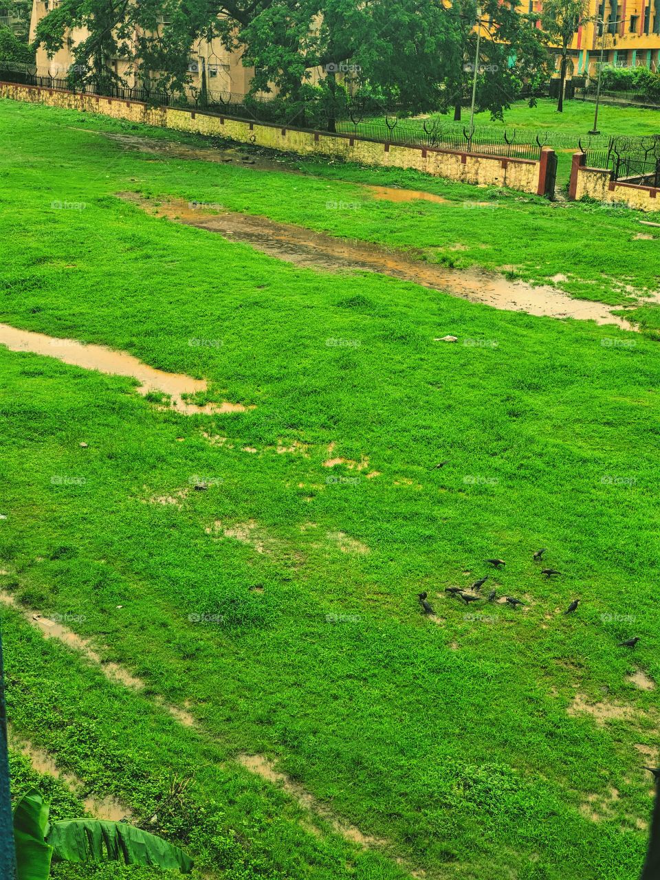 Flaura and fauna
Amazing Creation of God,
Enjoy Of Rainfall By Crows in Lawn