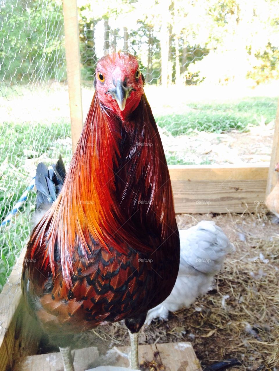 Phoenix the red and yellow eyed rooster 