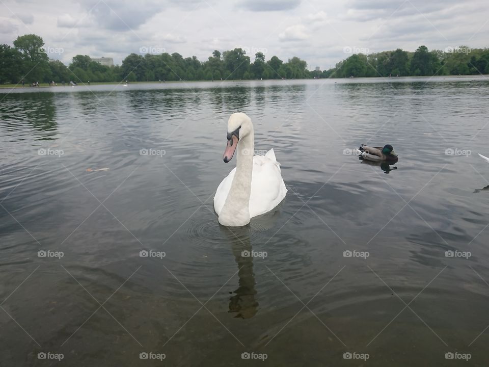 Swan