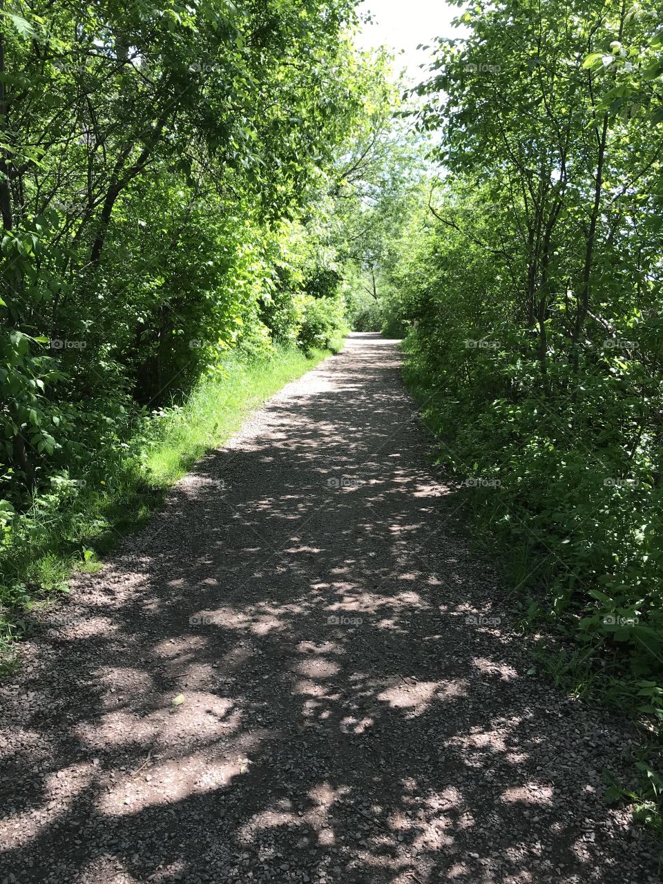 Beautiful green shaded path