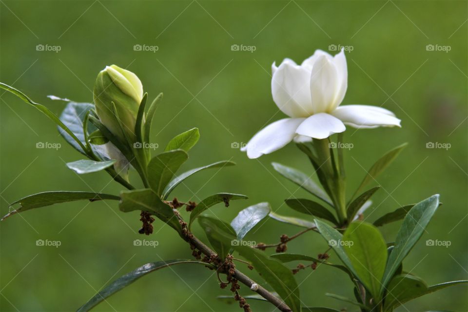 white flowers in bloom.