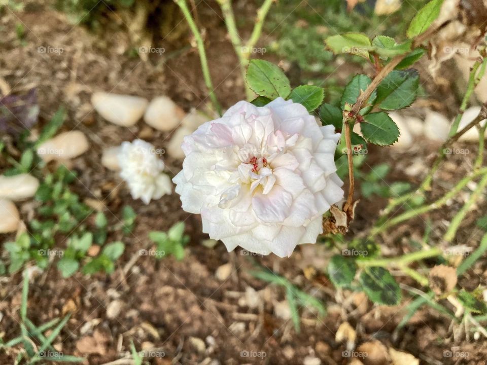 🌹 🇺🇸 Very beautiful flowers to brighten our day.  Live nature and its beauty. Did you like the delicate petals? / 🇧🇷 Flores muito bonitas para alegrar nosso dia. Viva a natureza e sua beleza. Gostaram das pétalas delicadas? 